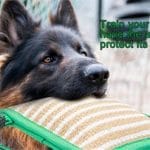Almohada de mordida de entrenamiento para perros