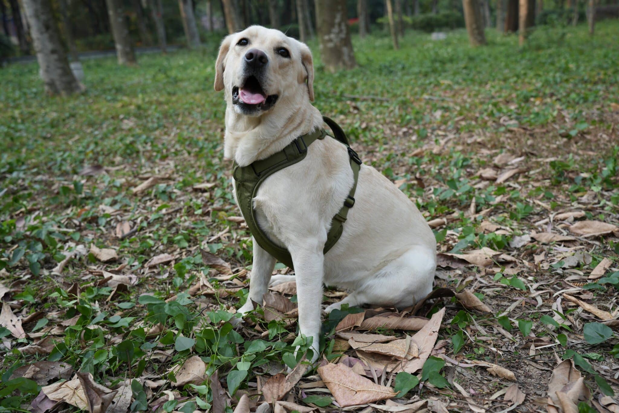 Dog harness
