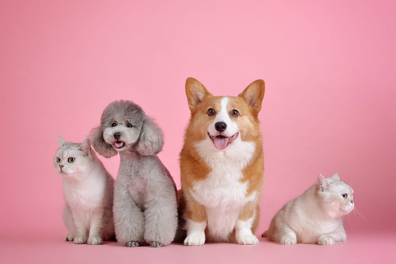 wholesale Pet Toys